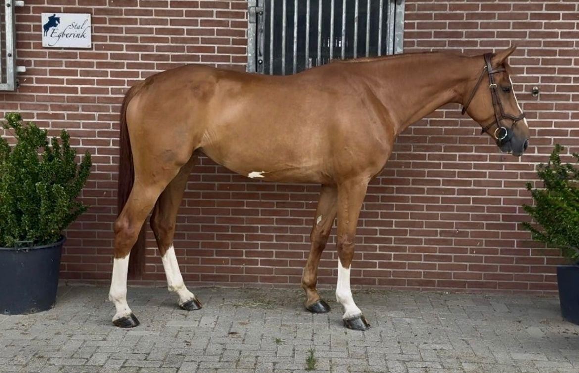 horse